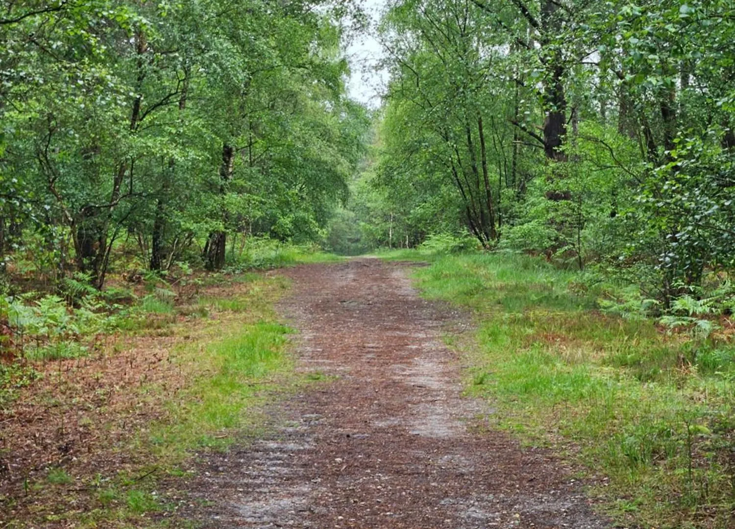 Marigold Lodge 8 At Oakdene Forest Park Saint Leonards